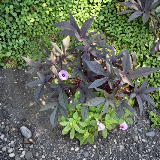 Blackie Sweet Potato Vine – Set of 2 Live Plants | Ipomoea batatas ‘Blackie’ | 4–6 Inches Tall | Rooted in Soil | No Pot | Dark Foliage Ornamental Vine | Hanging Basket Plant