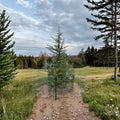 Cedrus deodara 'Electra Blue' – Deodar Cedar Live Plant | 18 Inches Tall | Includes 1 Gallon Pot | Silvery Blue Evergreen Conifer | Landscape Specimen Tree