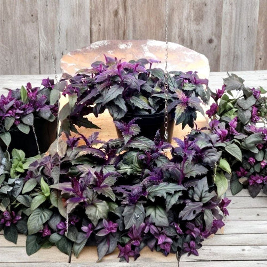 Purple Passion Plant – Gynura aurantiaca Live Plant | 4 Inch Nursery Pot | 8 Inches Tall | Purple Velvet Houseplant | Easy to Grow
