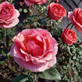 Princesse de Monaco Grandiflora Rose Live Plant – 2 Gallon Size | Pink Rose Bush | Elegant White & Pink Grandiflora Rose | Repeat Blooming Garden Favorite | Includes Rooted Live Plant
