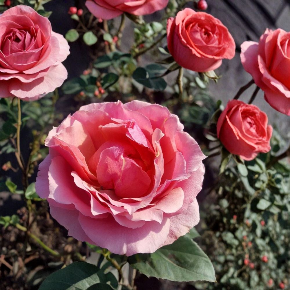 Princesse de Monaco Grandiflora Rose Live Plant – 2 Gallon Size | Pink Rose Bush | Elegant White & Pink Grandiflora Rose | Repeat Blooming Garden Favorite | Includes Rooted Live Plant