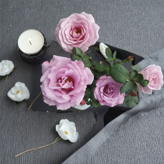 Angel Face Floribunda Rose – Live Mauve Lavender Rose Bush | 1 Gallon Plant | Fragrant Floribunda Rose | Full Sun Garden Shrub | Repeat Blooming Rose