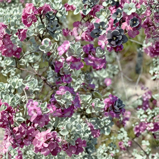 Texas ‘Green Cloud’ Sage Live 1 Gallon Plant – Leucophyllum frutescens ‘Green Cloud’ | Fully Rooted Texas Sage | Pink Blooms | Low Water Shrub