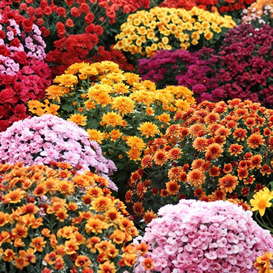 Random Color Chrysanthemum Mum Plant – Live 3–5 Inch Starter | Easy Care Flowering Perennial | Garden Mum | Seasonal Flower Plant | No Pot