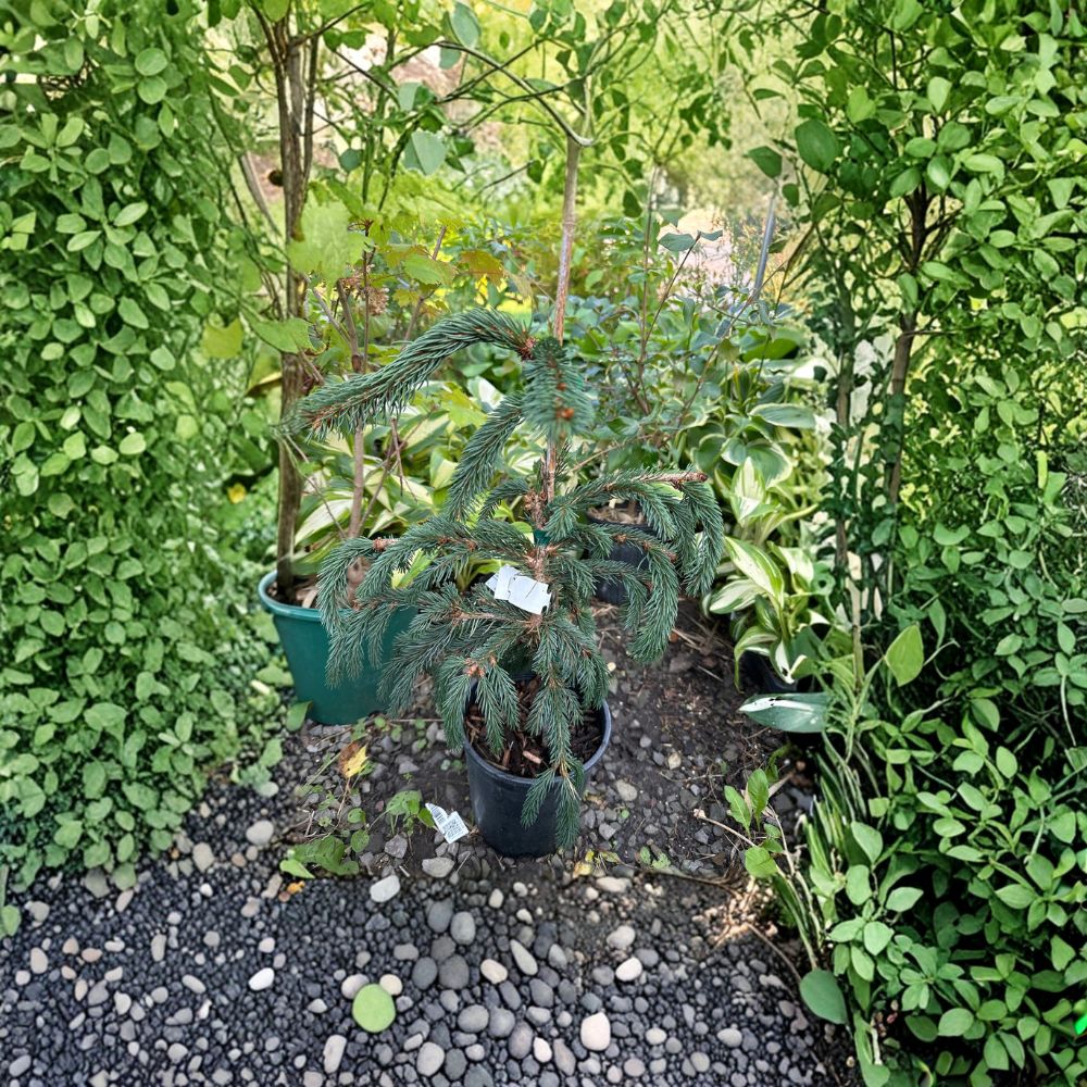 Weeping Blue Norway Spruce – Live Evergreen Conifer | 12 Inch Tall Plant | 1 Gallon Pot | Picea abies Cascading Blue Spruce