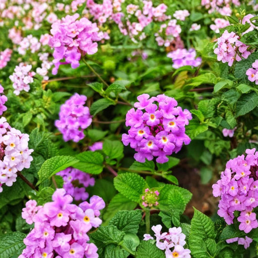 Lantana Purple Live Plant – 4–6” Tall | Well-Rooted Lantana Starter | Purple Flowering Plant | Ships Without Pot | Ready for Planting