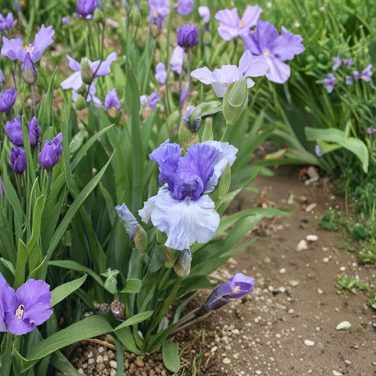 Iris ‘Crowned Heads’ – Bearded Iris Rhizomes | 3 Pack #1 Grade Rhizome | Violet & Blue Perennial Flowers