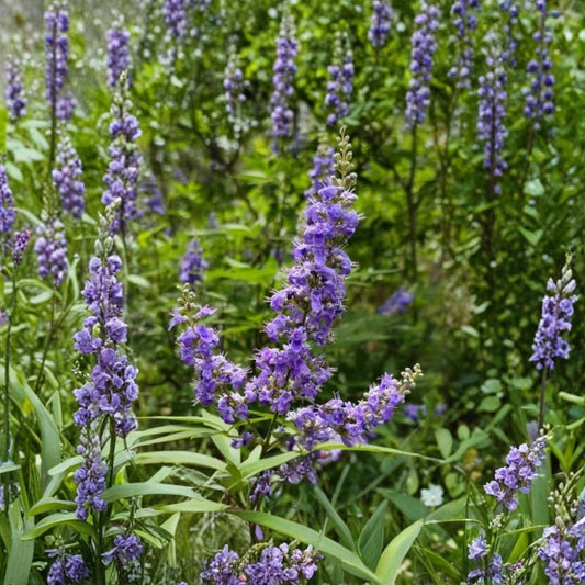 Vitex Chaste Tree Plant – Vitex agnus-castus Live Shrub | 4 Inch Pot | Purple Flowering Deciduous Shrub | Drought Tolerant Landscape Plant | Pollinator Friendly