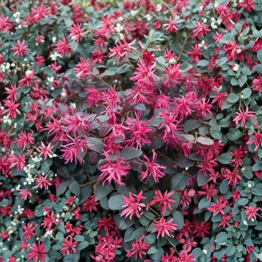 Daruma Dwarf Loropetalum Live Plant – Loropetalum chinense 'Daruma Compact' | 1 Quart | Chinese Fringe Flower | Burgundy Foliage | Pink Blooms