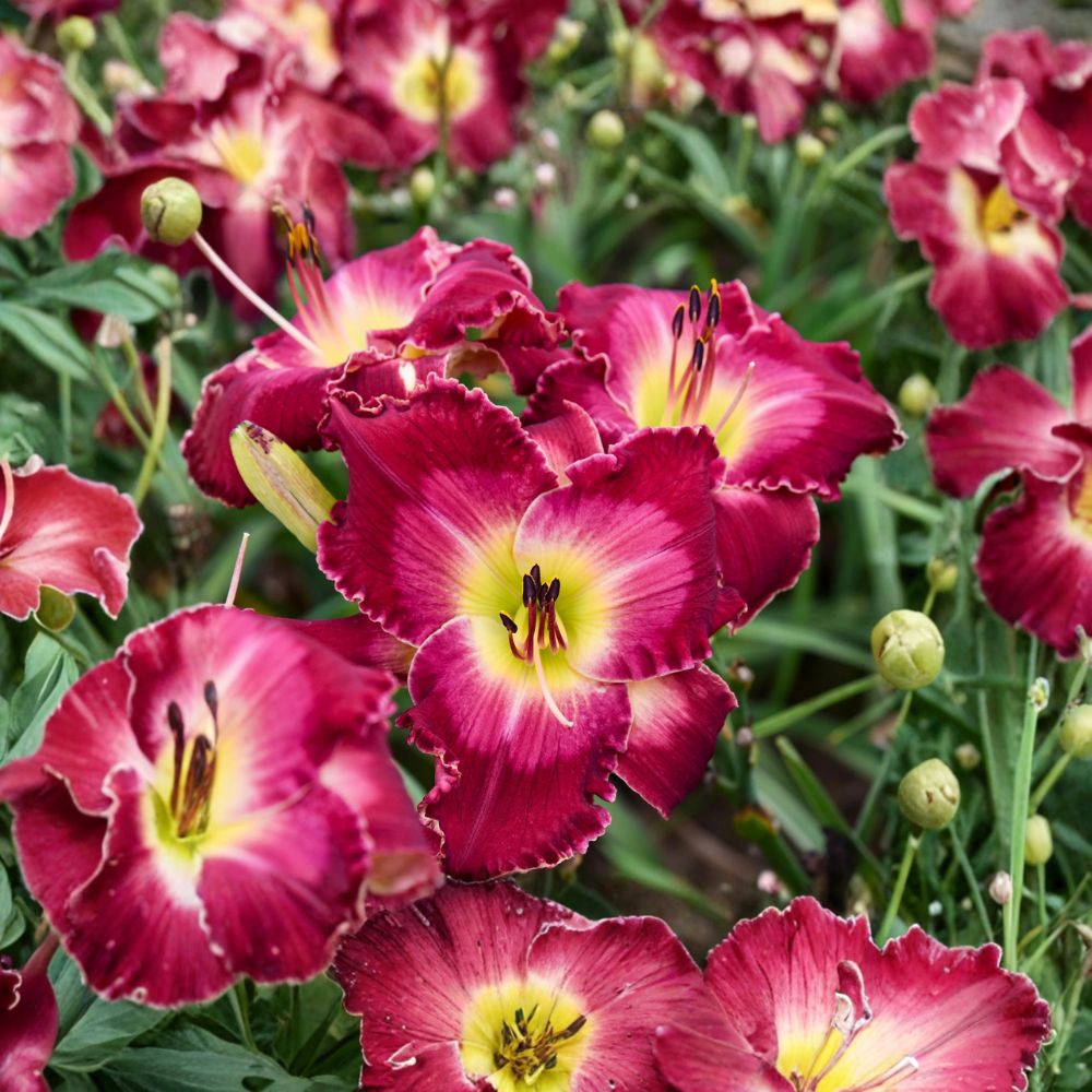 Hemerocallis 'Blood Sweat And Tears' Daylily – 3 Bare Root Plants | Grade #1 Roots | Massive Red Blooms | Hardy Reblooming Perennial | Easy to Grow