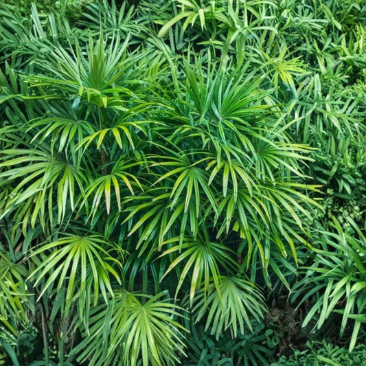 Lady Palm Live Plant – Rhapis excelsa | 3 Gallon Container | 18–24 Inch Ornamental Palm | Tropical Indoor & Outdoor Plant | Shade Tolerant