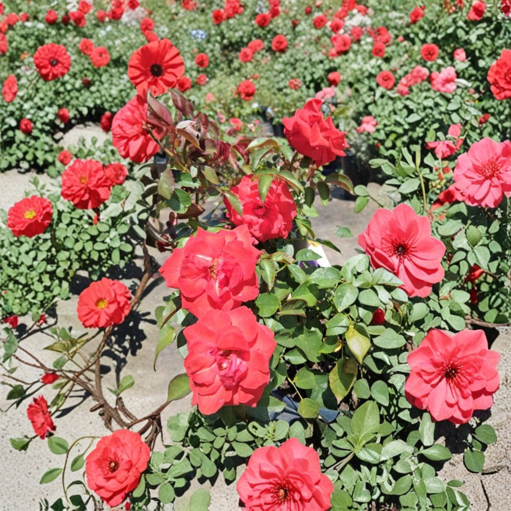 Climbing High Society Rose Live Plant – 2 Gallon Size | Deep Pink Climbing Rose Bush | Elegant Repeat Blooms | Trellis & Arbor Rose | Includes Rooted Live Plant
