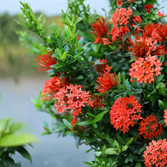 Red Ixora – Ixora coccinea Live Plant | 4–6 Inches Tall | Tropical Flowering Shrub | Dwarf Ixora | Ready to Plant