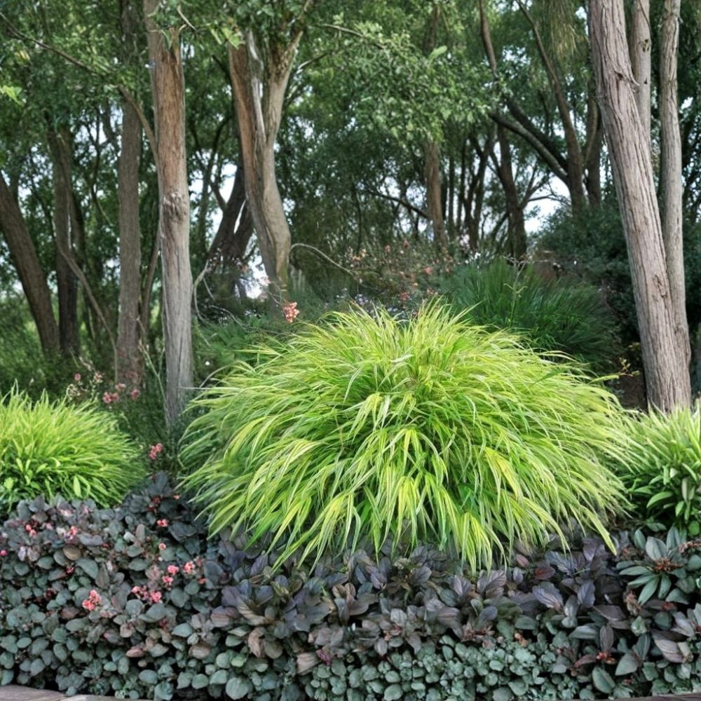 Aureola Japanese Forest Grass – Hakonechloa macra 'Aureola' Live Starter Plant | Ships Without Pot | Variegated Ornamental Grass | Shade Loving | Easy to Grow