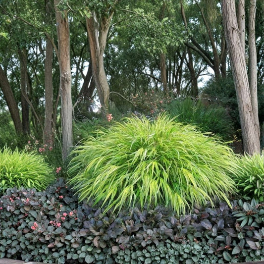 Aureola Japanese Forest Grass – Hakonechloa macra 'Aureola' Live Starter Plant | Ships Without Pot | Variegated Ornamental Grass | Shade Loving | Easy to Grow