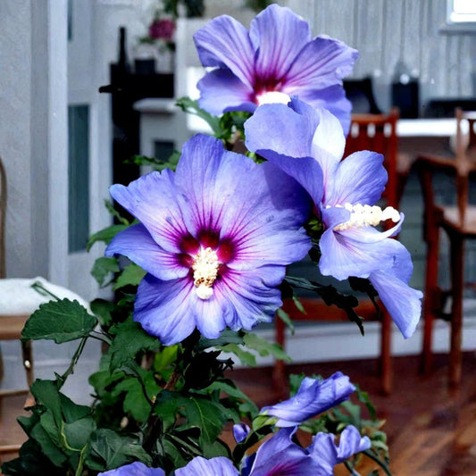 Madagascar Hibiscus Plant – Hibiscus moscheutos Live Starter | 3–5 Inch Rooted Plant | Hardy Perennial Hibiscus | Large Summer Flowers | Garden Plant