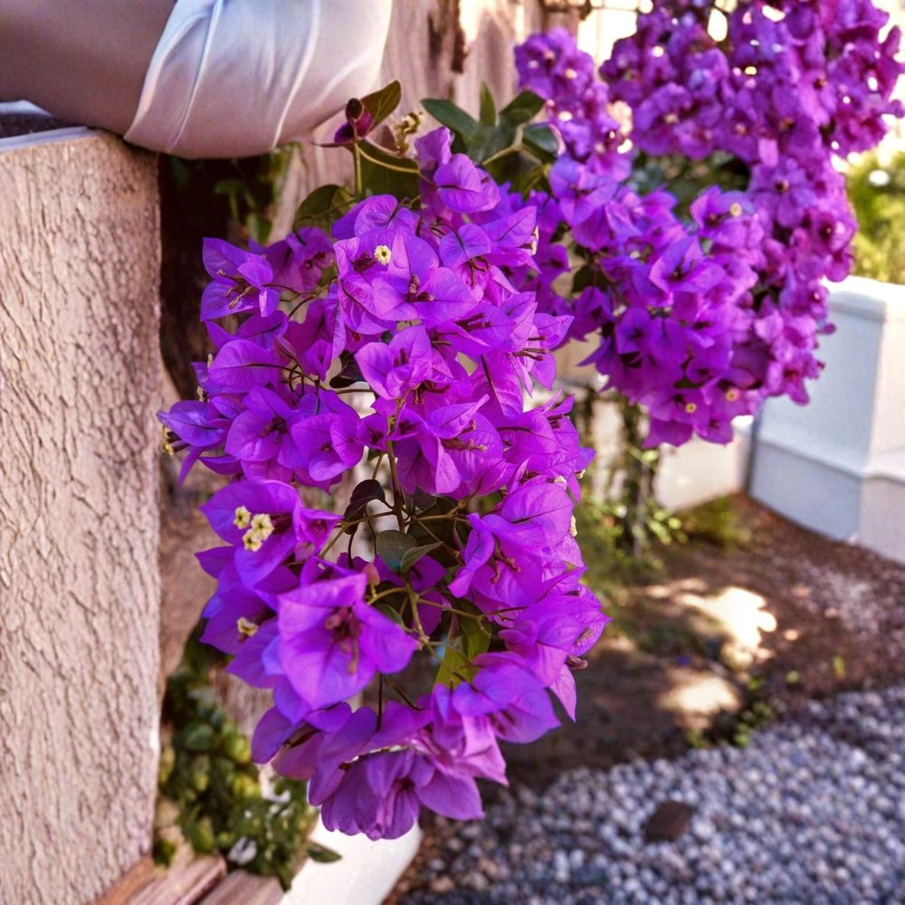 Royal Purple Bougainvillea Live Plant – 3 Inch Nursery Pot | Tropical Flowering Vine | Vibrant Purple Blooms | Ornamental Landscape Plant