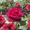 TRAVIATA Rose – Fragrant Hybrid Tea Rose Live Plant | 1 Gallon Size | Deep Red Double Blooms | Elegant Garden Rose | Full Sun Flowering Shrub
