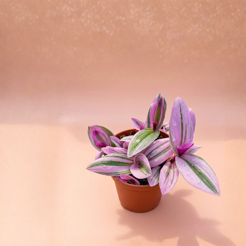 Live Tradescantia 'Nanouk' Houseplant | 4-Inch Nursery Pot | Pink & Purple Striped Foliage | Easy Indoor Plant | Vibrant Trailing Plant
