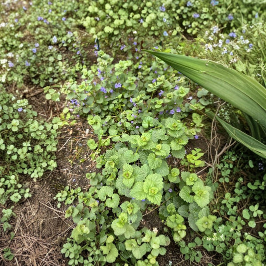 Creeping Charlie – Glechoma hederacea Live Rooted Vine | 40+ Growing Nodes | Evergreen Ground Cover | Shade Loving Plant