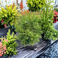 Gyokuryu Japanese Cedar – Live Evergreen Conifer | 2 Gallon Pot Plant | Emerald Dragon Cryptomeria | Compact Privacy Tree