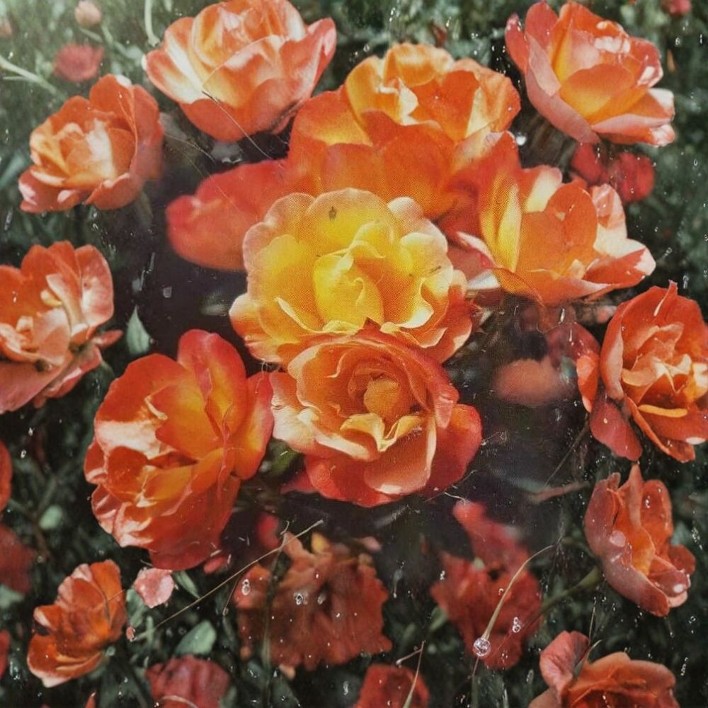 Climbing Piñata Rose Live Plant – 1 Gallon Size | Yellow & Vermilion Climbing Rose | Vibrant Repeat Blooms | Trellis & Arbor Rose | Includes Rooted Live Plant