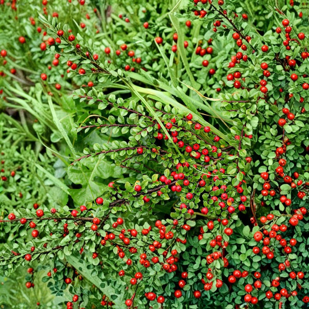 Cotoneaster – Live Cuttings | Set of 10 Fresh Cuttings | Alaska Hardy Ornamental Shrub | Hedge & Landscape Friendly | Easy to Root