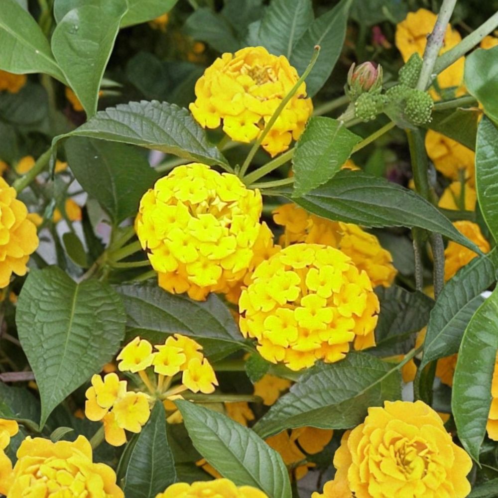 Lola Lantana – Lantana camara Live Starter Plants | Set of 2 | 4–6 Inches Tall | Tropical Flowering Shrub | Ships Without Pot
