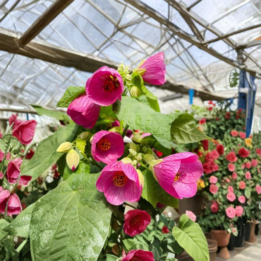 Abutilon Pink Plant – Live Bell Hibiscus | 4–6 Inches Tall | Rootball Shipped Without Pot | Tropical Flowering Houseplant | Pink Bell Flowers | Patio & Garden Plant