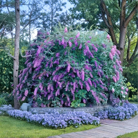 Purple Butterfly Bush – Buddleja davidii Live Unrooted Cuttings | 7 Pack | 6 Inches Long | Flowering Shrub | Easy to Propagate