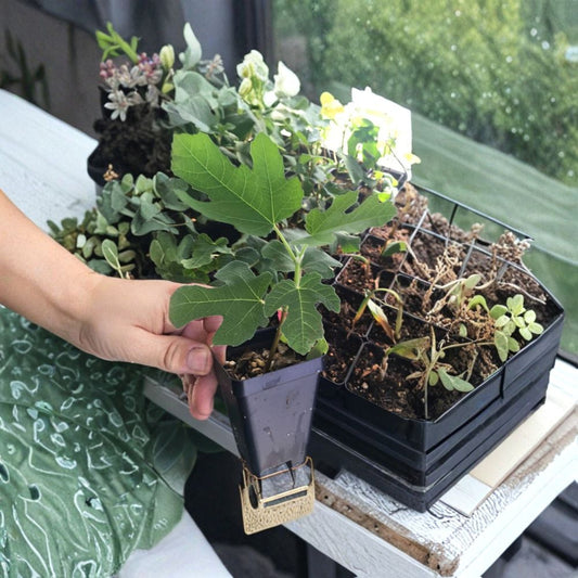 Black Mission Fig Live Plant – Ficus carica | 3–8+ Inch Tall | 2 Inch Pot | Sweet Purple-Black Fruit | Edible Fig Tree | Productive Variety
