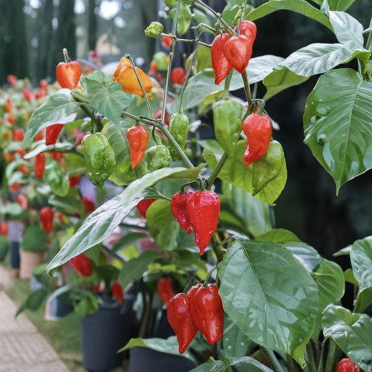 Ghost Pepper Plant – Live Capsicum chinense | 4 Inch Potted Super Hot Pepper Plant | Bhut Jolokia Chili | Spicy Edible Pepper | Garden Plant