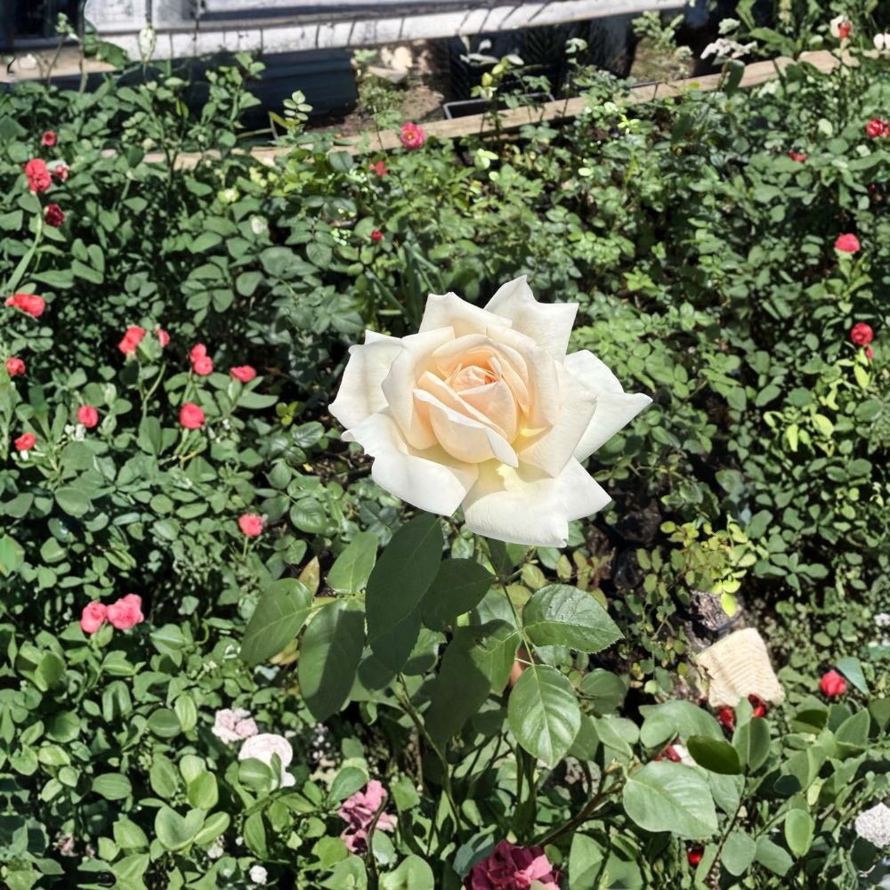 Marilyn Monroe Rose Live Plant – Apricot Beige Rose Bush | 1–2 Feet Tall | Ready to Transplant | Grow Bag | Fragrant Garden Rose | Outdoor Flowering Plant