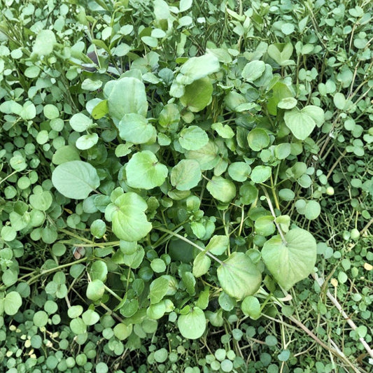 Watercress Live Plants – 10 Rooted Plants | Nasturtium officinale | Fresh Culinary Vegetable Herb | Bare Root | Ready to Plant | Edible Garden Plant
