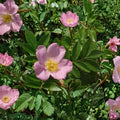 Carolina Rose – Native Flowering Shrub | 2 Gallon Pot | Rosa carolina | Pasture Rose with Rose Hips