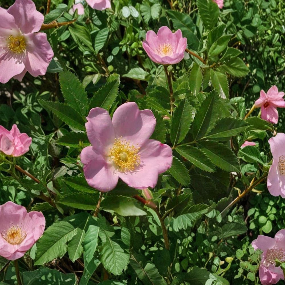 Carolina Rose – Native Flowering Shrub | 2 Gallon Pot | Rosa carolina | Pasture Rose with Rose Hips