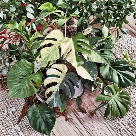 Monstera Mint Live Plant – Rare Variegated Houseplant | 5–8” Tall Tropical Indoor Plant | Mint Green & Cream Foliage | Live Collector Plant