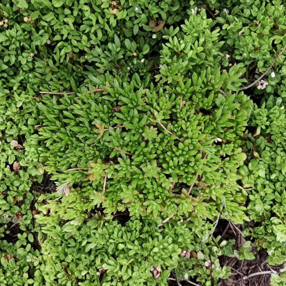 50 Live Sedum Sarmentosum Cuttings | Fast Growing Stonecrop | Creeping Perennial Ground Cover | Drought Tolerant | Easy to Root