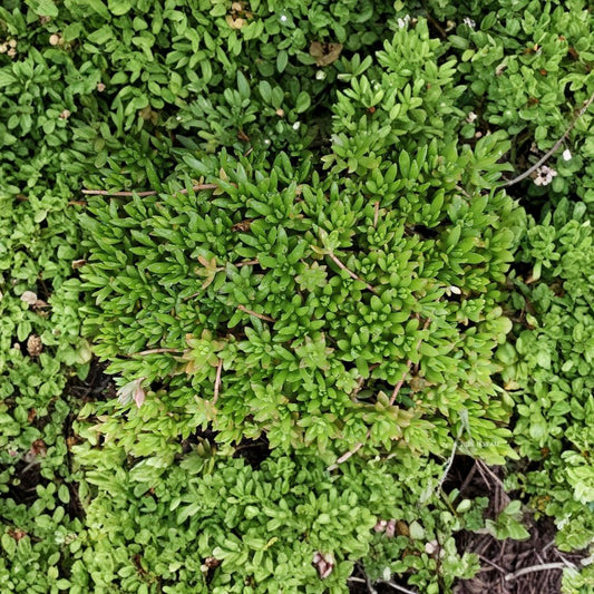 50 Live Sedum Sarmentosum Cuttings | Fast Growing Stonecrop | Creeping Perennial Ground Cover | Drought Tolerant | Easy to Root