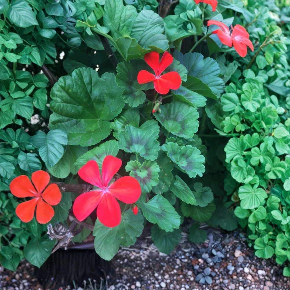 Orange Red Zonal Geranium Live Cuttings – Pelargonium x hortorum | 5 Fresh 6 Inch+ Cuttings | Easy to Root | Vibrant Flowering Plant