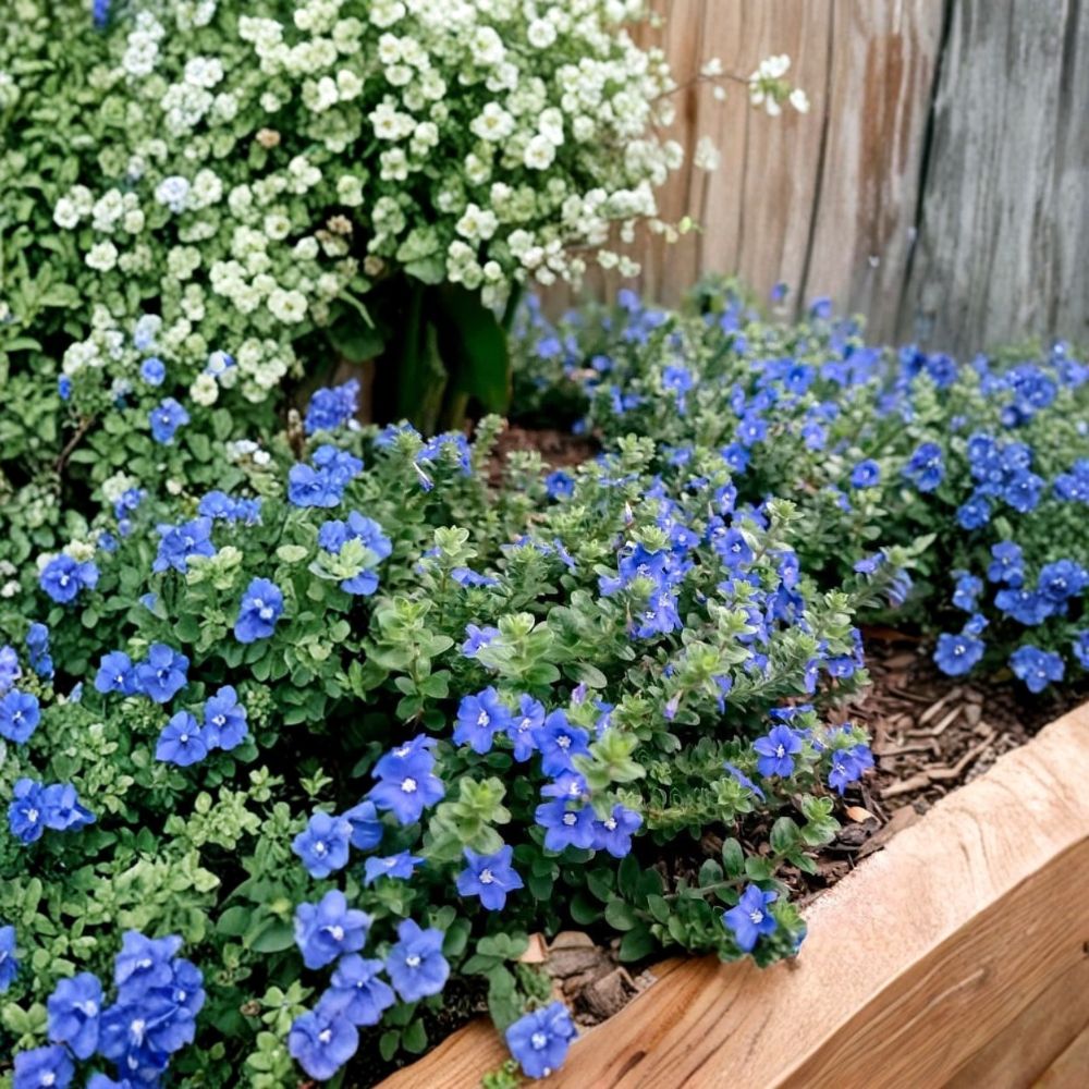 Evolvulus Blue Daze – Live Starter Plant | 3–6 Inches Tall | Drought-Tolerant Ground Cover | Blue Flowering Perennial