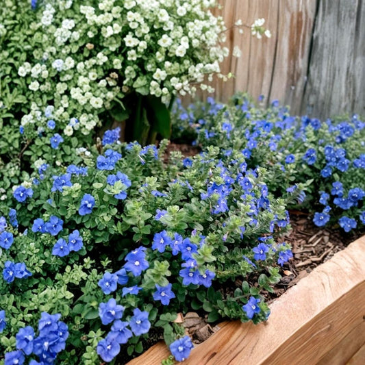 Evolvulus Blue Daze – Live Starter Plant | 3–6 Inches Tall | Drought-Tolerant Ground Cover | Blue Flowering Perennial