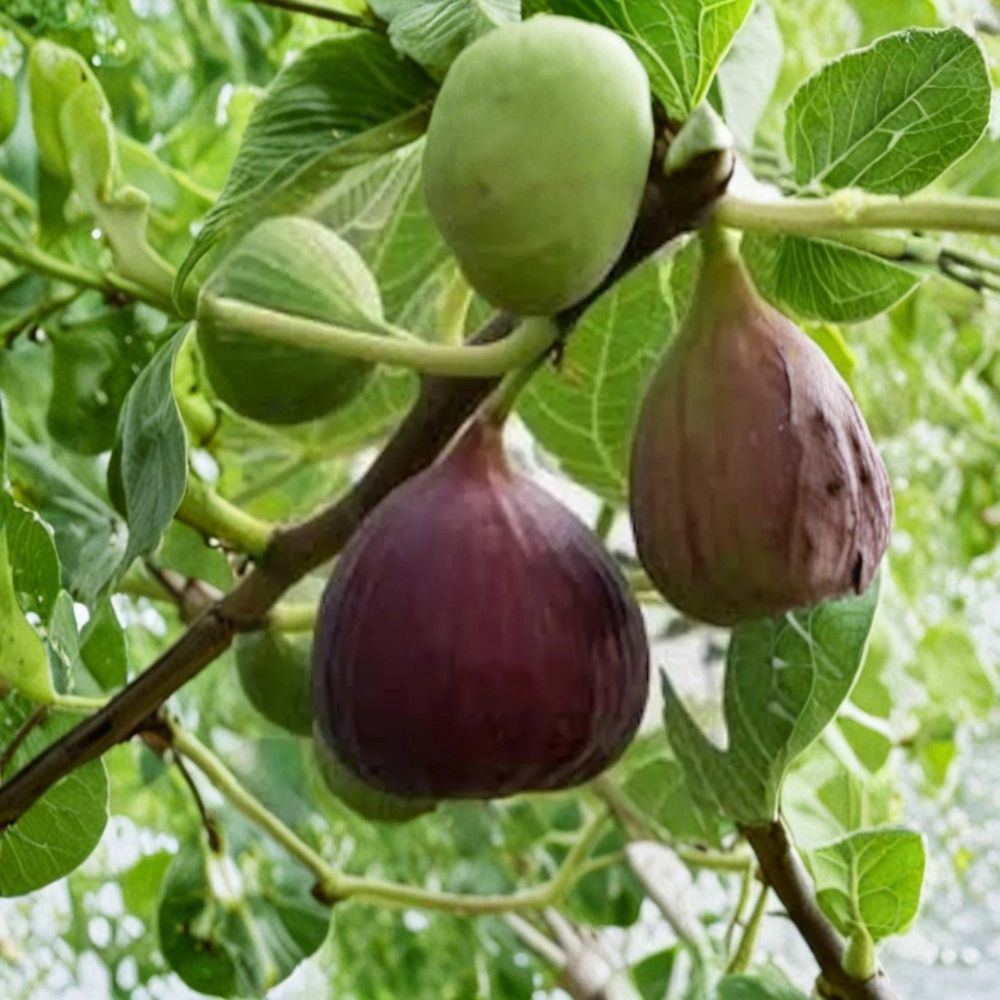 Olympian Fig Tree – Ficus Live Plant | 2-Year-Old Established Fig Tree | Ready for Planting | Fast Growing Fruit Tree | Medium to Full Sun | Home Garden & Backyard Orchard