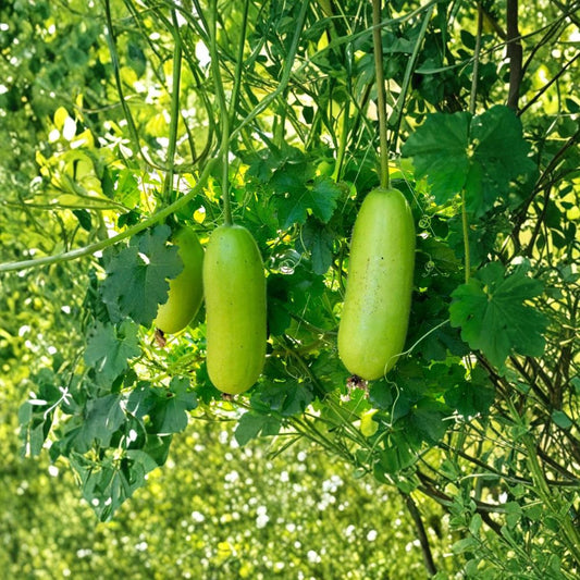 Chinese Long Winter Melon Live Plant – Benincasa hispida | 8 Inches Tall | Includes 4 Inch Pot | Edible Vegetable Vine | Asian Garden Plant | Easy to Grow