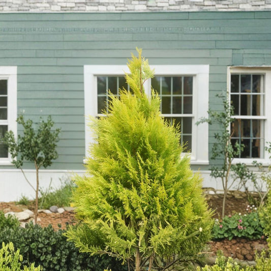 Golden Arborvitae Live Plant – Quart Pot | Golden Evergreen Shrub | Bright Golden-Green Foliage | Ornamental Landscape Plant | Garden Border | Foundation Plant | Zones 3–8