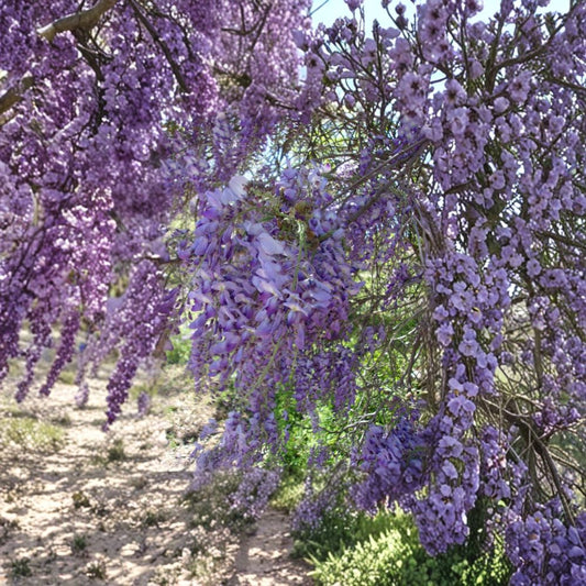 Purple Wisteria Vine – 4–6 Ft Tall Live Plant | Fragrant Purple Flowering Vine | Fast Growing Climbing Plant | Trellis & Arbor Favorite | Includes Rooted Live Plant