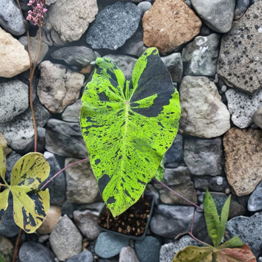 Mojito Colocasia Live Plant – 3 Inch Starter | 6–10 Inch Tall | Variegated Elephant Ear | Exotic Tropical Foliage | No Pot