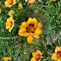 Hemerocallis 'Two Part Harmony' Daylily – 3 Bare Root Plants | Grade #1 Roots | Hardy Perennial Flower | Easy to Grow | Garden Favorite
