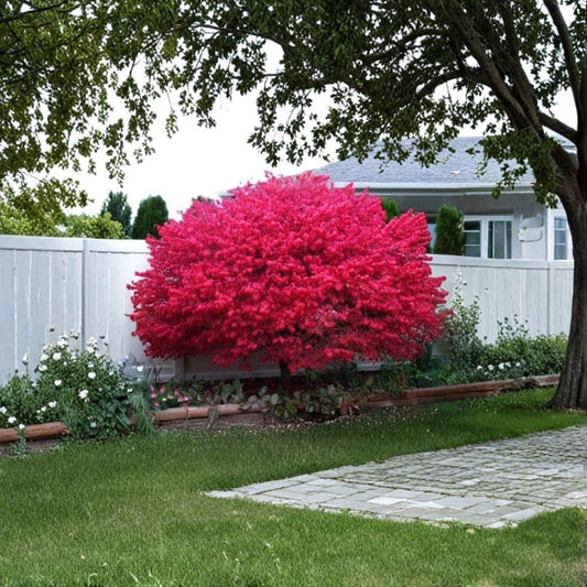 Burning Bush (Kochia) Live Plant – Bassia scoparia 'Trichophylla' | 12 Inches Tall | Bare Root Ornamental Shrub | Brilliant Red Fall Foliage