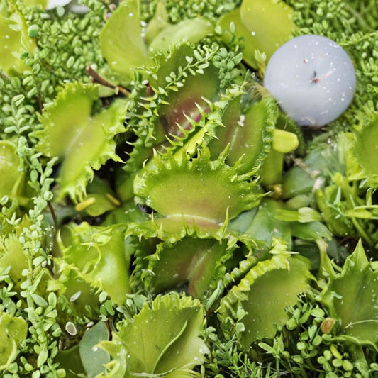 Chinese Dumpling Venus Flytrap – Dionaea muscipula Live Plant | 2 Inch Pot | Unique Carnivorous Plant | Insect-Eating Houseplant